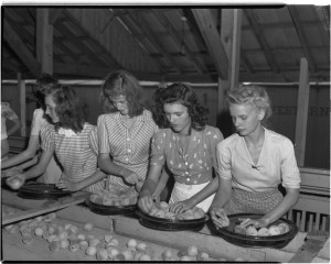 Grading and packing peaches - Marshallville. College of Agriculture and Environmental Sciences (CAES) Photograph Collection, University Archives, Hargrett Library, University of Georgia, Athens, Georgia.