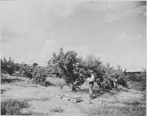 Peach orchard. spc20-011c, Box 20, Small Print Collection, RG 48-2-1, Georgia Archives.