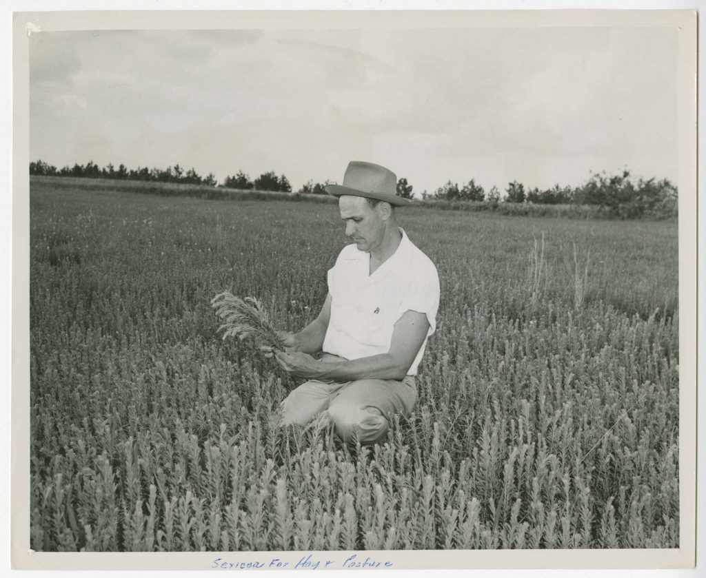 Photograph of a farmer kneeling in a field of Sericea Lespedeza for hay and pasture, Columbia County, Georgia