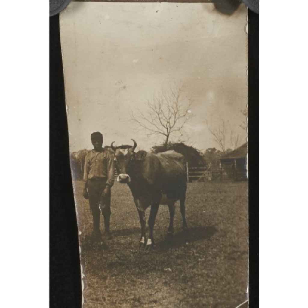 Black and white photograph of a young African American boy standing next to a cow in a fenced pasture.